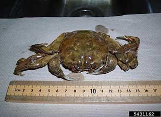 Chinese mitten crab