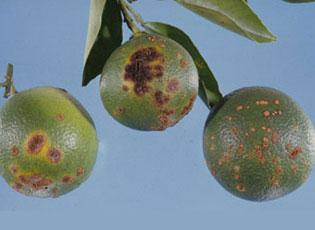 Citrus canker - Invasive.org