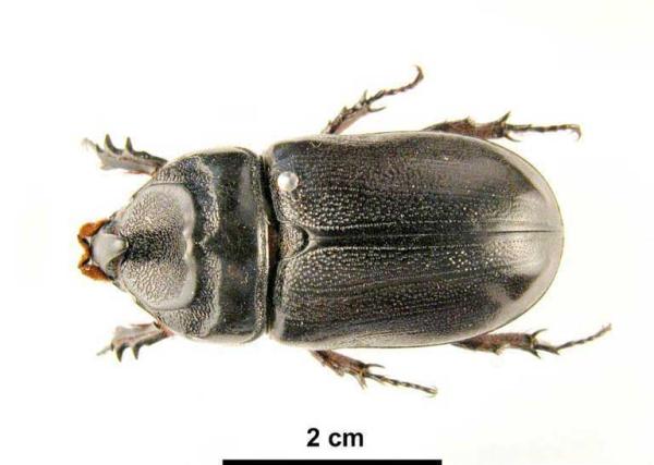 Coconut Rhinoceros Beetle | National Invasive Species Information Center