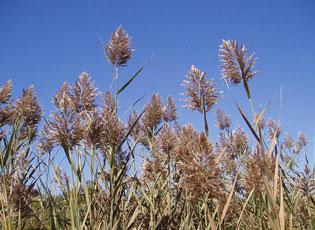 Common reed