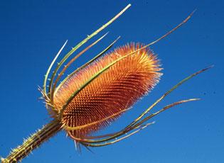 Common teasel