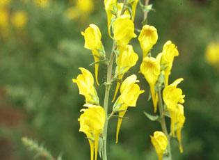 Dalmatian toadflax