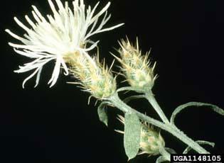 Diffuse knapweed