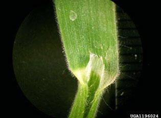 Downy brome