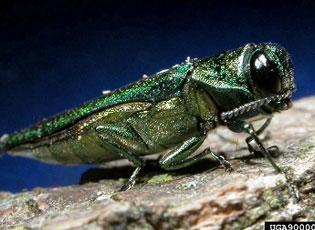 Emerald Ash Borer