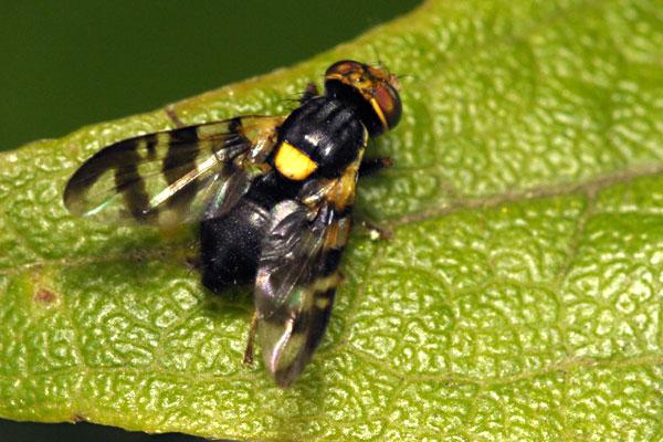 European cherry fruit fly