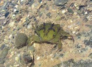 European green crab