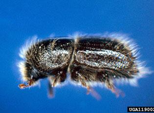 European spruce bark beetle