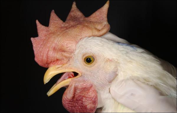 Virulent Newcastle Disease