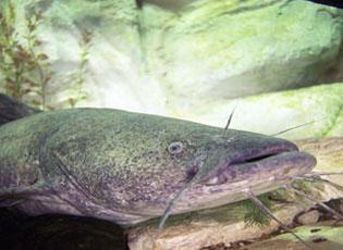 Flathead catfish