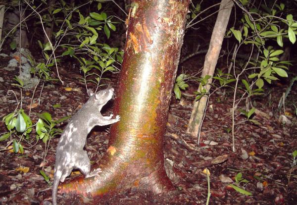 Gambian Rat