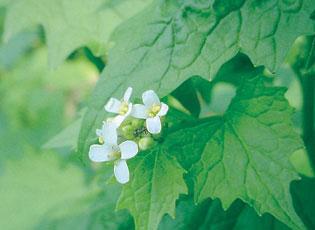 Garlic Mustard