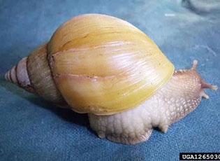 Giant African Snail