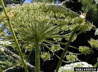 Giant hogweed