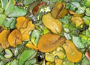 Giant salvinia