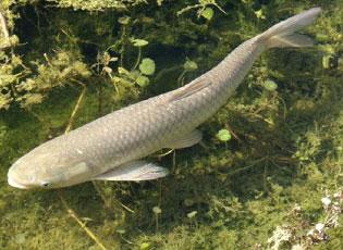 Grass Carp  National Invasive Species Information Center