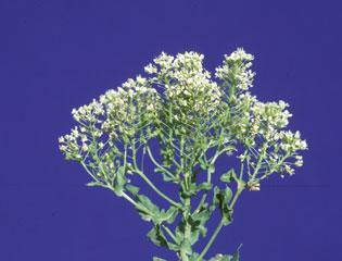 Whitetop (hoary cress)