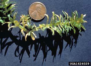 Hydrilla