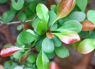 Japanese barberry - Invasive.org