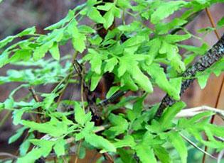 Japanese climbing fern