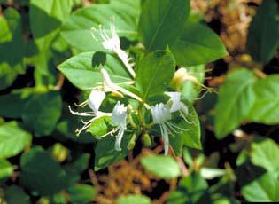 Japanese honeysuckle