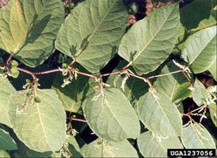 Japanese knotweed