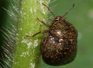 Kudzu bug