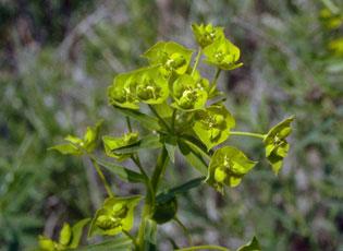 Leafy spurge