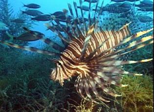 Lionfish