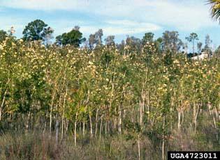 Melaleuca