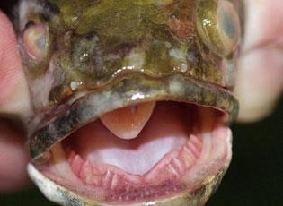 Northern Snakehead  National Invasive Species Information Center