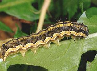 Old world bollwworm, cotton bollworm larva(e)