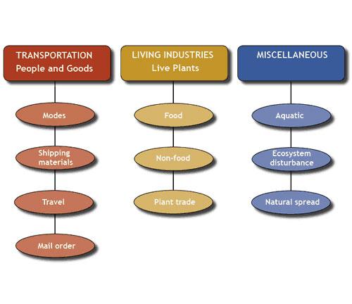 Invasive Species Graphic Organizer - Non-Native/Exotic/Alien/Invasive  Species Graphic