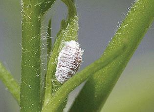 Pink Hibiscus Mealybug