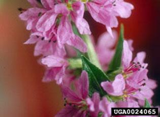 Purple loosestrife