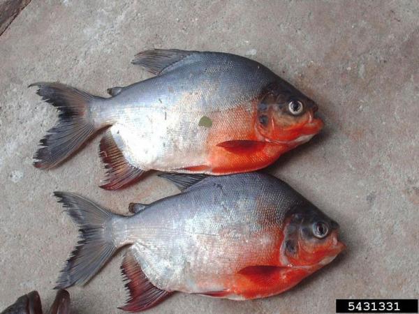 Red-bellied pacu