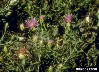 Russian knapweed