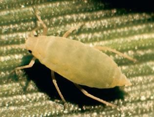 Russian wheat aphid, adult