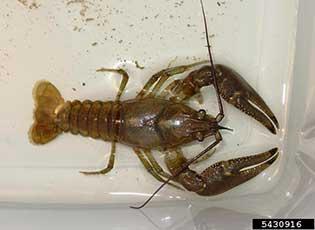 Rusty Crayfish  National Invasive Species Information Center