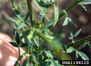 Scotch Broom
