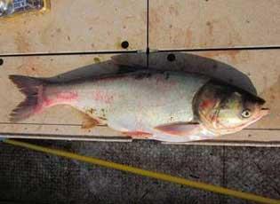 Silver carp, adult