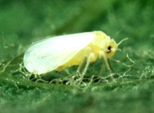 Silverleaf Whitefly