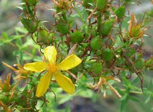 St. Johnswort