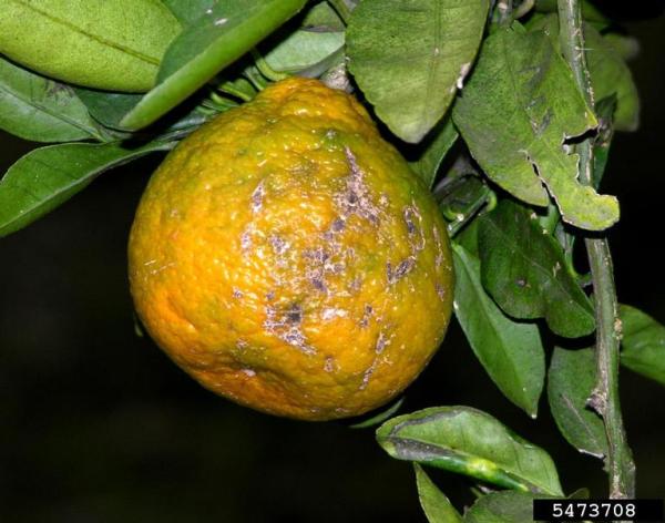 Sweet orange scab