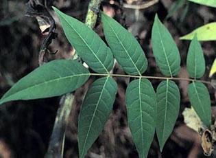 Tree-of-Heaven