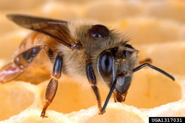 European honey bee with a Varroa mite on it's back
