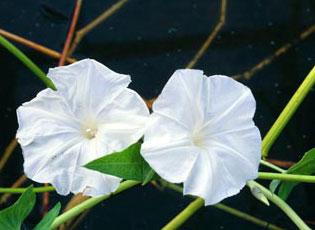 Water spinach