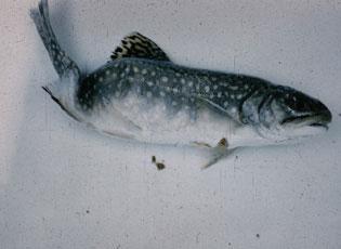 Whirling disease - DOI, FWS