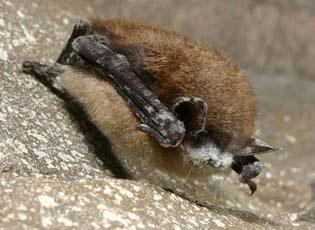 White nose syndrome - DOI, USGS