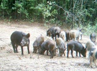 Feral Hogs Are the Worst Invasive Species You've Never Thought